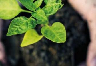 ECO-ESTC